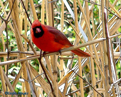 KITT Cardinal Reeds 6899