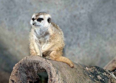 MEERCAT1.jpg