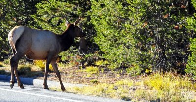 Crossing the road