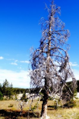 Halloween Tree