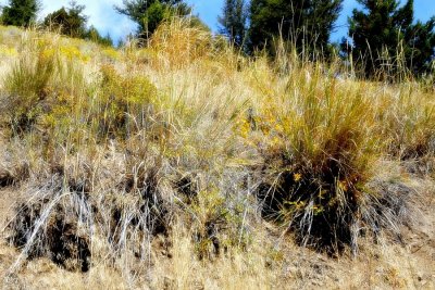 Sage is the dominate ground cover