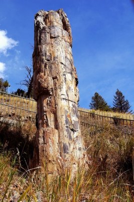 Petrified Wood