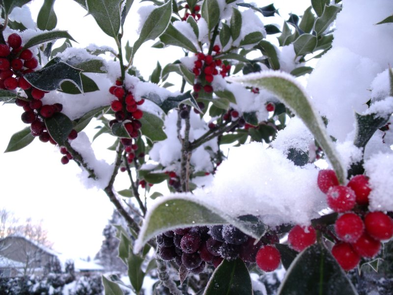 Holly berries and snow