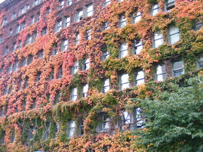 Fall in the city