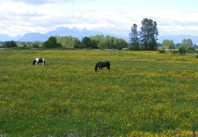 Barnston island-Surrey