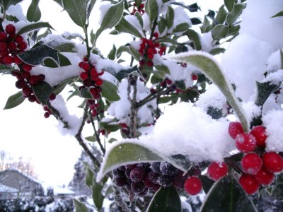 Holly berries and snow