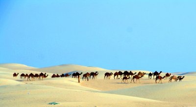 Camels and sand dune 2, Al Ain UAE