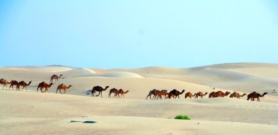 Camels and sand dune 3, Al Ain UAE