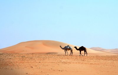 Camels and sand dune 1, Al Ain UAE