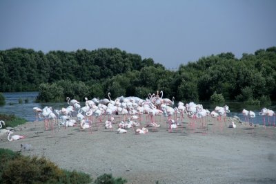 Flamingo Dubai UAE