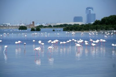 Flamingo Dubai UAE