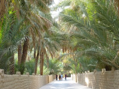 Walking in Oasis in Al  Ain UAE