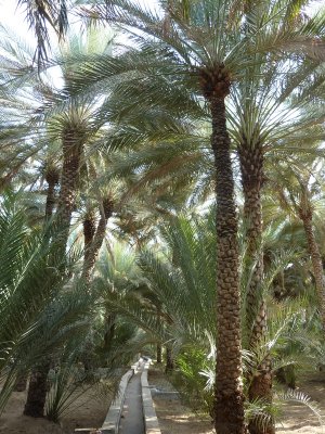 Oasis in Al  Ain.jpg