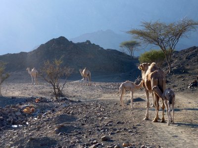 Camels on the way to Hatta pools in UAE 1.jpg