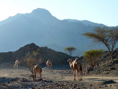 Camels on the way to Hatta pools in UAE 2.jpg
