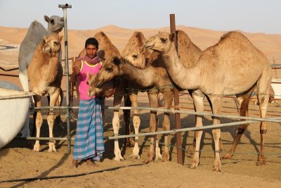 IMG_0196 Camel camp in Liwa desert UAE