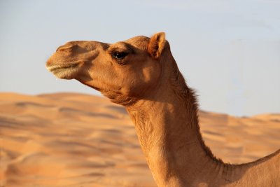 IMG_0197 Camel camp in Liwa desert UAE