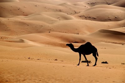 IMG_0127 A camel in Liwa Desert at Empty Quarter UAE