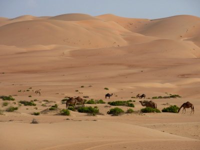 Camels in Liwa Desert Empty Quarter UAE