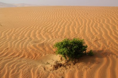 IMG_0148 Liwa Desert in Empty Quarter UAE