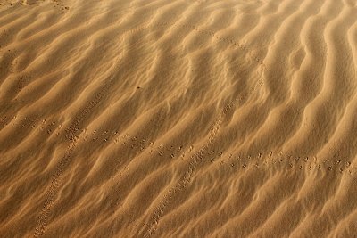 IMG_0155 Animal footprint in Liwa Desert Empty Quarter UAE
