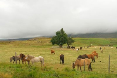 DSC01066.jpg Iceland! Icelandic Horses ... 2 other images in this gallery- also read...