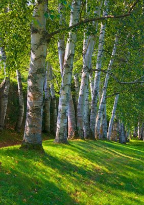 Birch at St Gaudens    0278