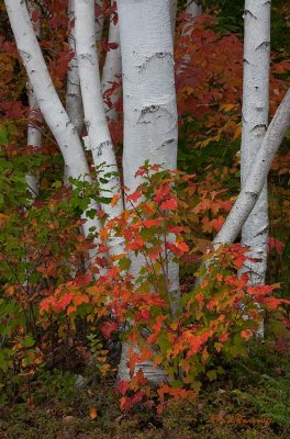 Colors on White  #0456 - Gorham, NH