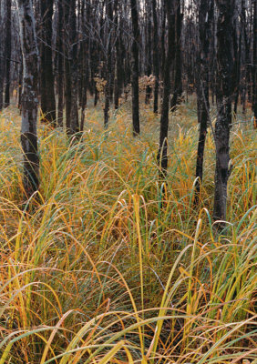 Grass & Trees