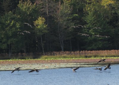 geese landing