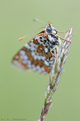 Roter Scheckenfalter