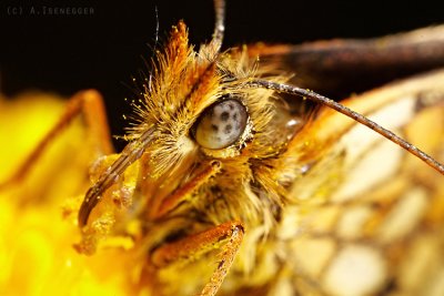 Roter Scheckenfalter