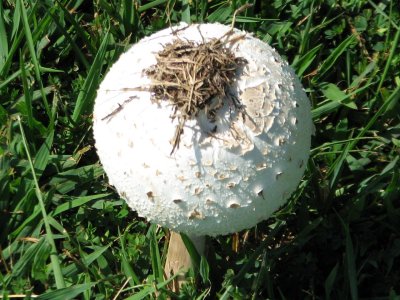 Mushroom toupee.