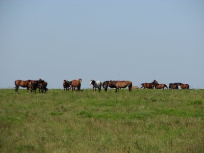 Horses near Pawhuska OK.