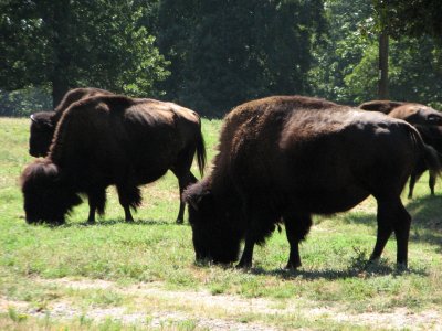 Buffalo at Woolaroc.