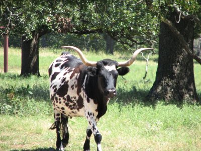 Speckled longhorn cow at Woolaroc.
