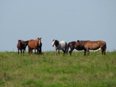 Horses near Pawhuska OK 2.