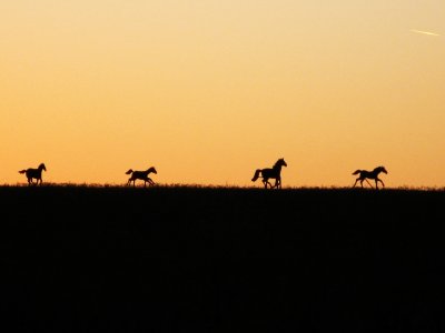 4 horses in the sunset 1.