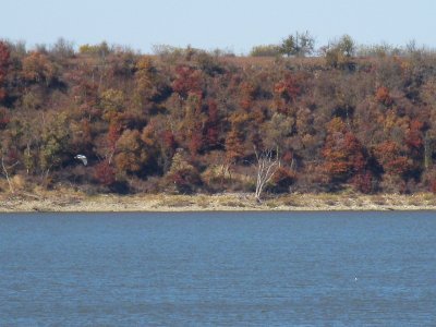 Gulls on Lake Oolagah near Chelsea OK.