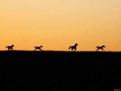 4 horses on the ridge at sunset (reworked).