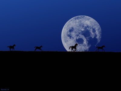 4 horses at moonrise.
