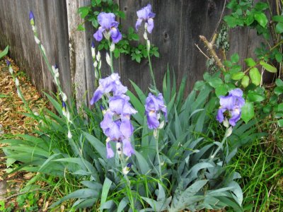 Iris by my back yard shed.