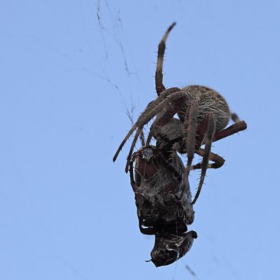 Spider