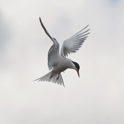 Tern.jpg