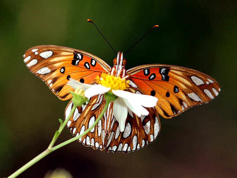 Gulf Fritillary.jpg