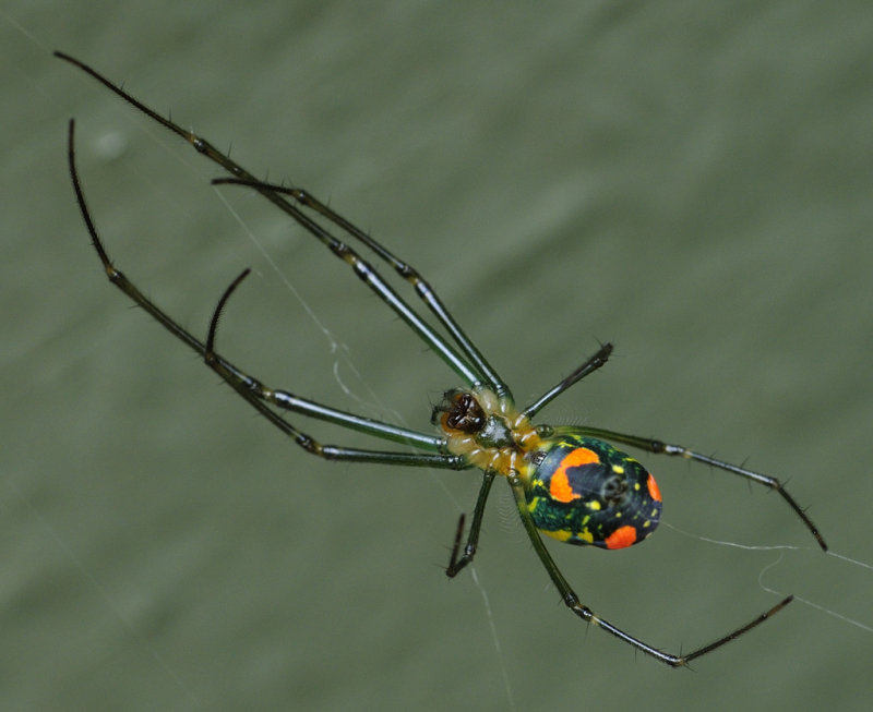 Green Lyssomanes