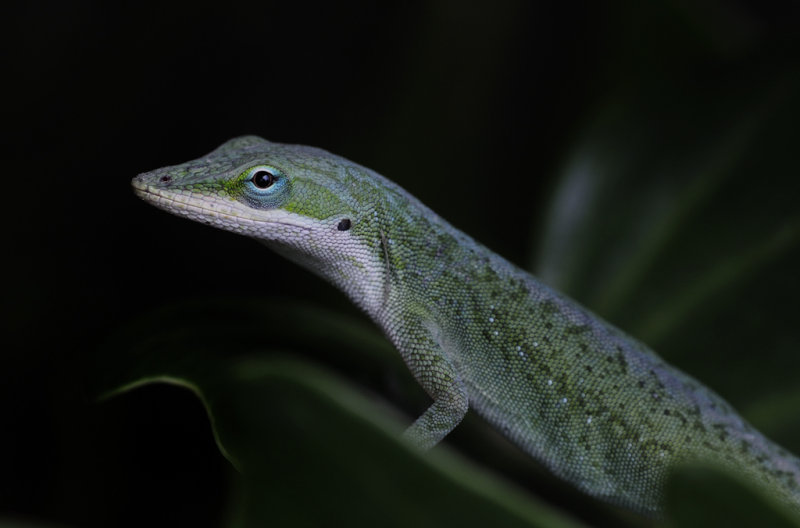Green Anole