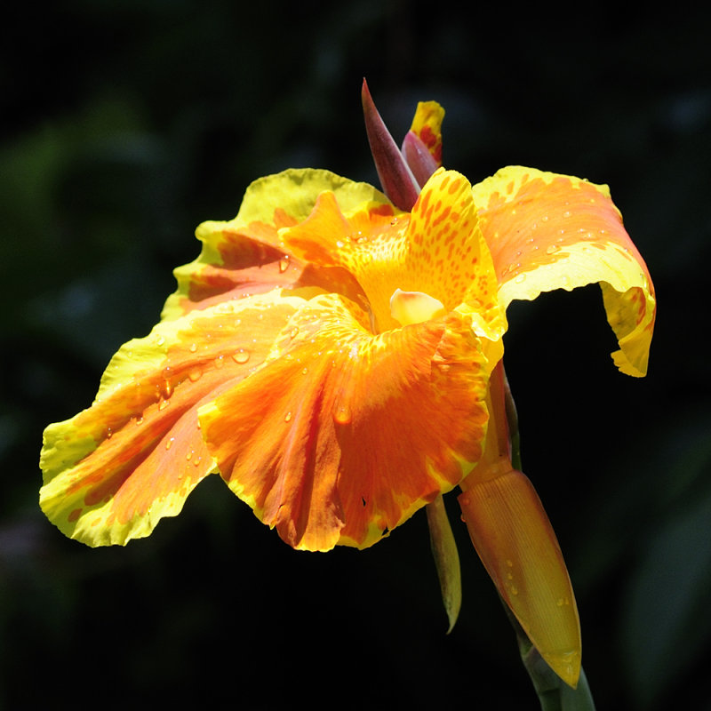 Canna lilly