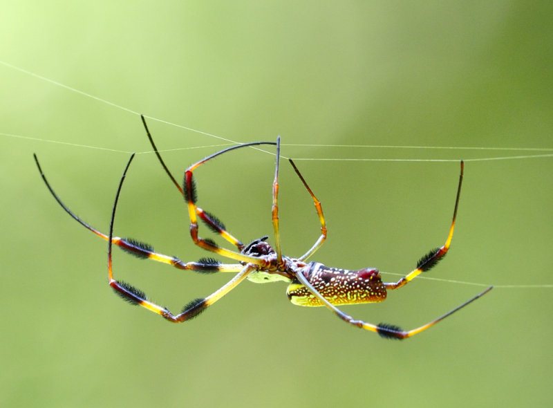 Golden Silk Spider at work