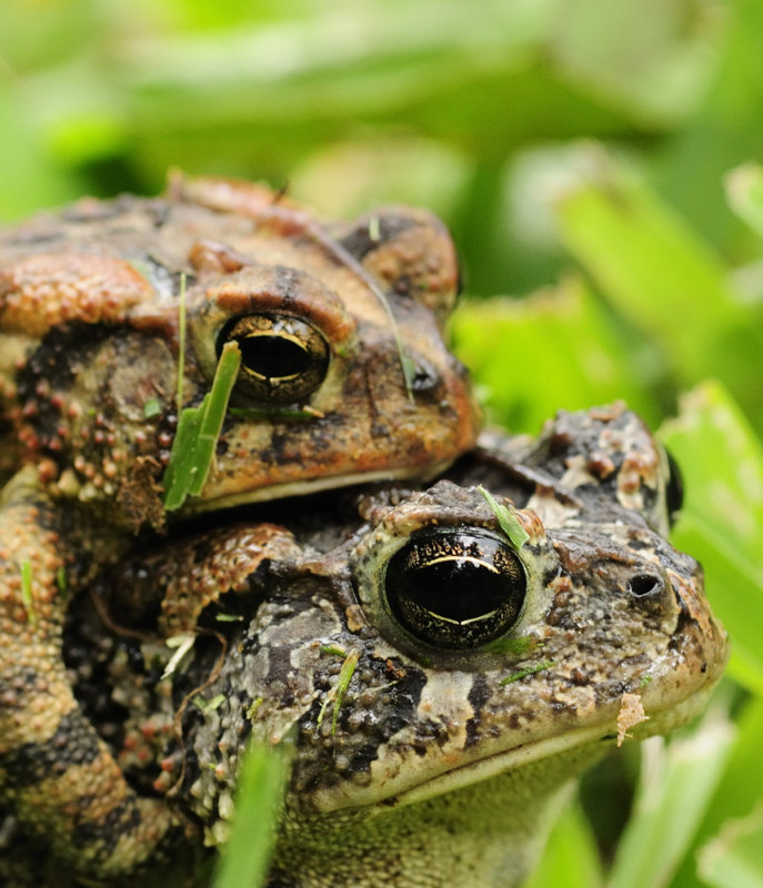 Southern Toads